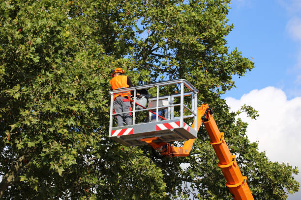 Oak Hills, OR Tree Services Company